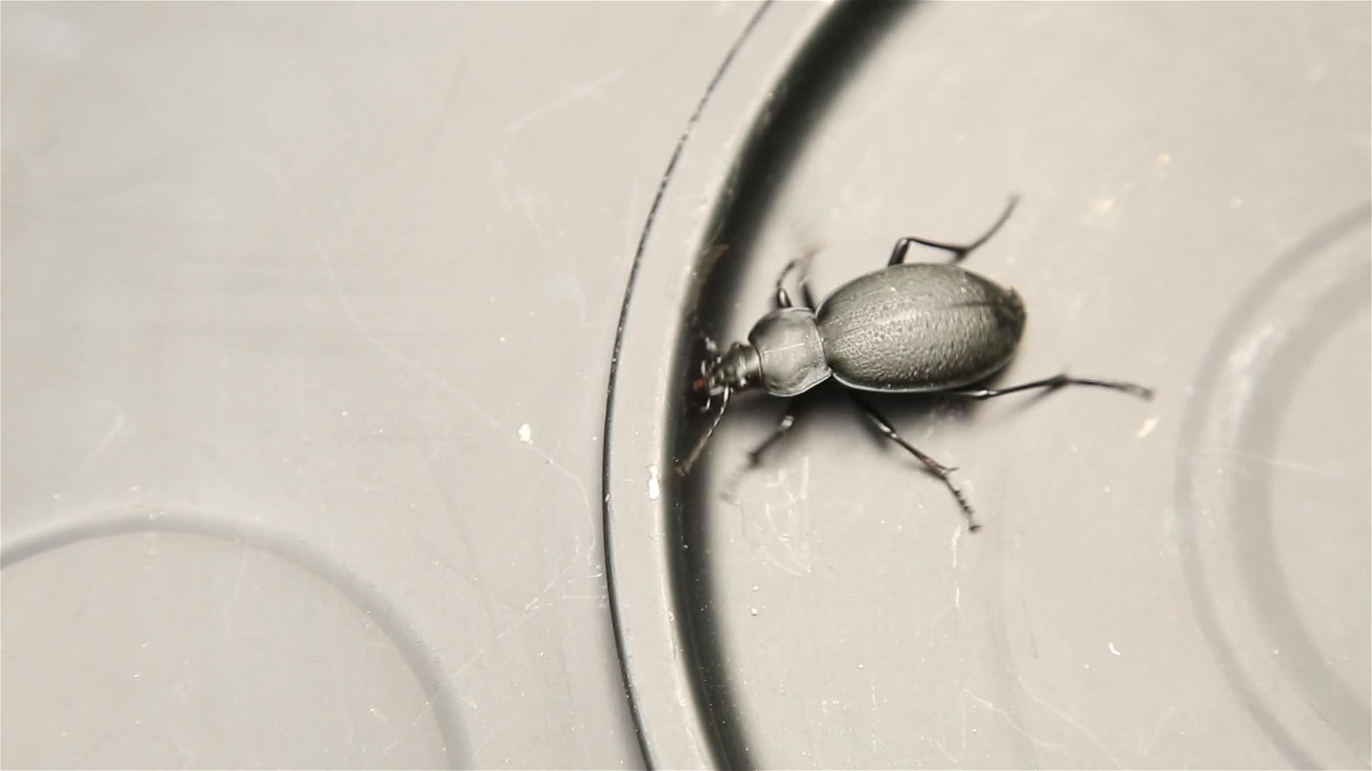 黑甲虫的金属表面是封闭的视频的预览图