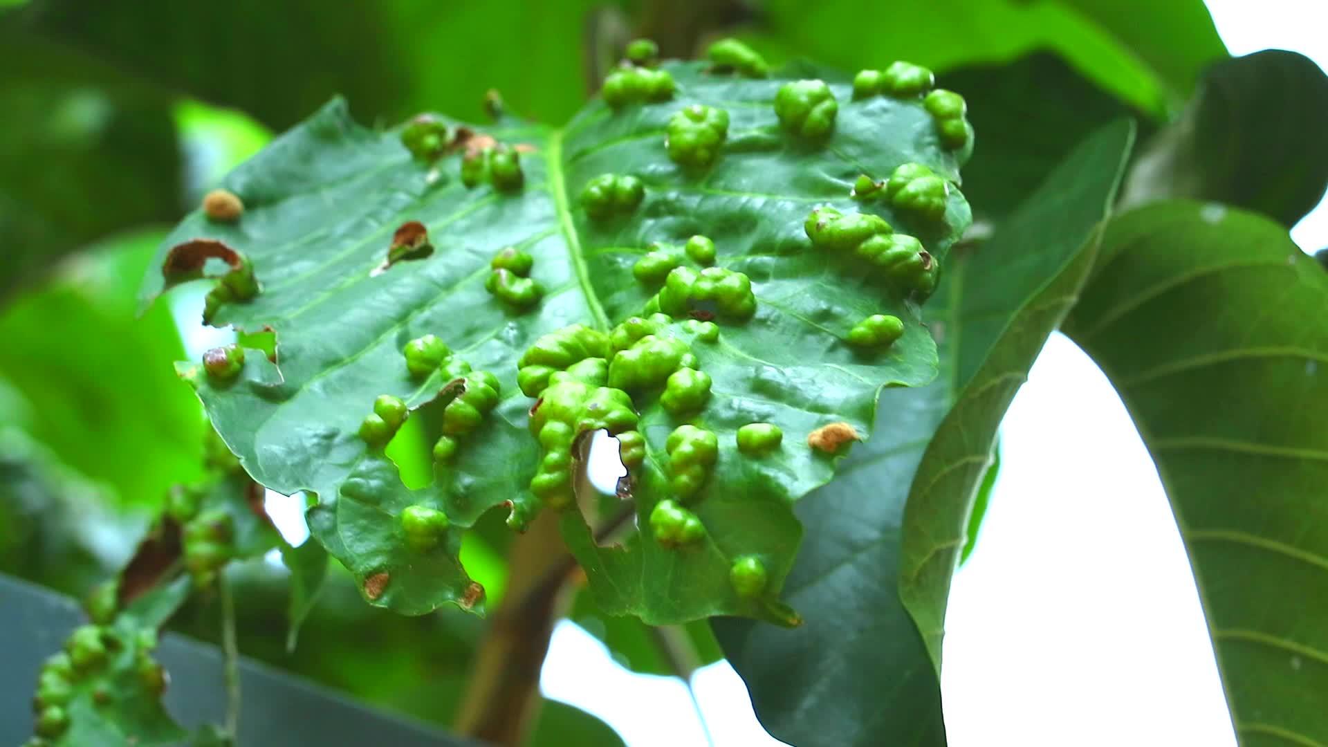 Santol叶子上的乙醇苯甲醚亚丁酰胺是农民的害虫视频的预览图