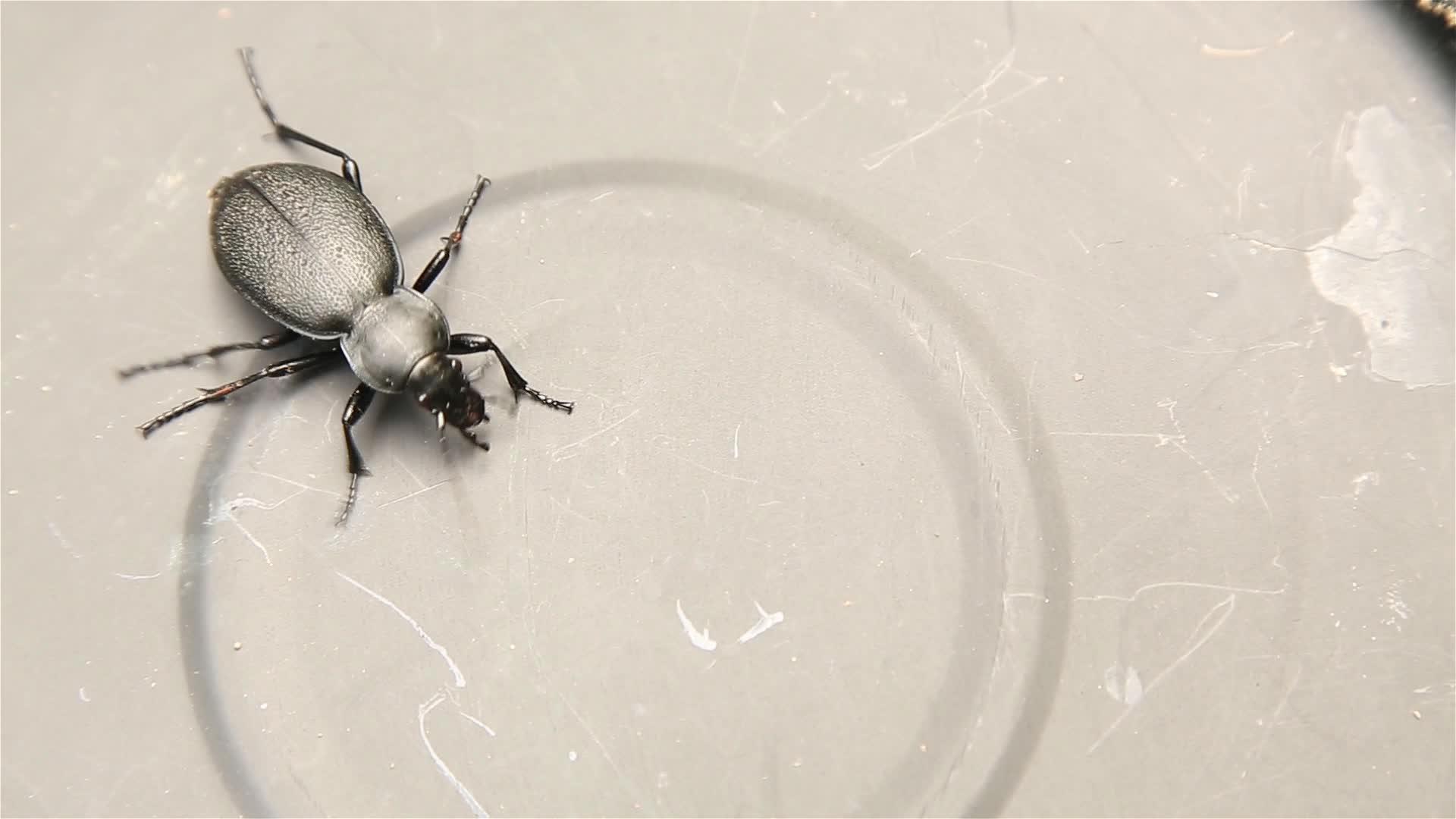 黑甲虫地面上的金属表面是封闭的视频的预览图
