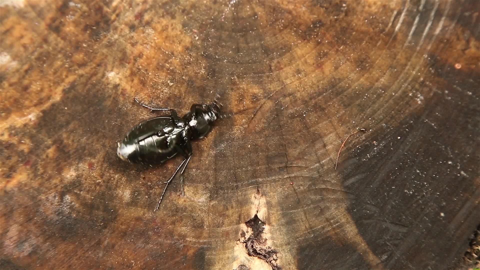 地上的黑甲虫无法站起来视频的预览图