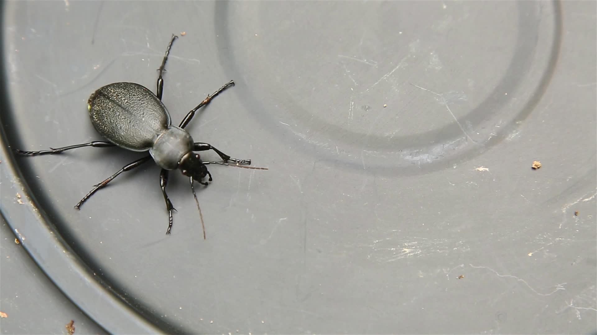 黑甲虫地面的甲虫在金属表面Hd1920x1080视频的预览图
