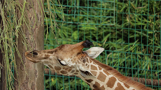 可爱动物长颈鹿视频的预览图