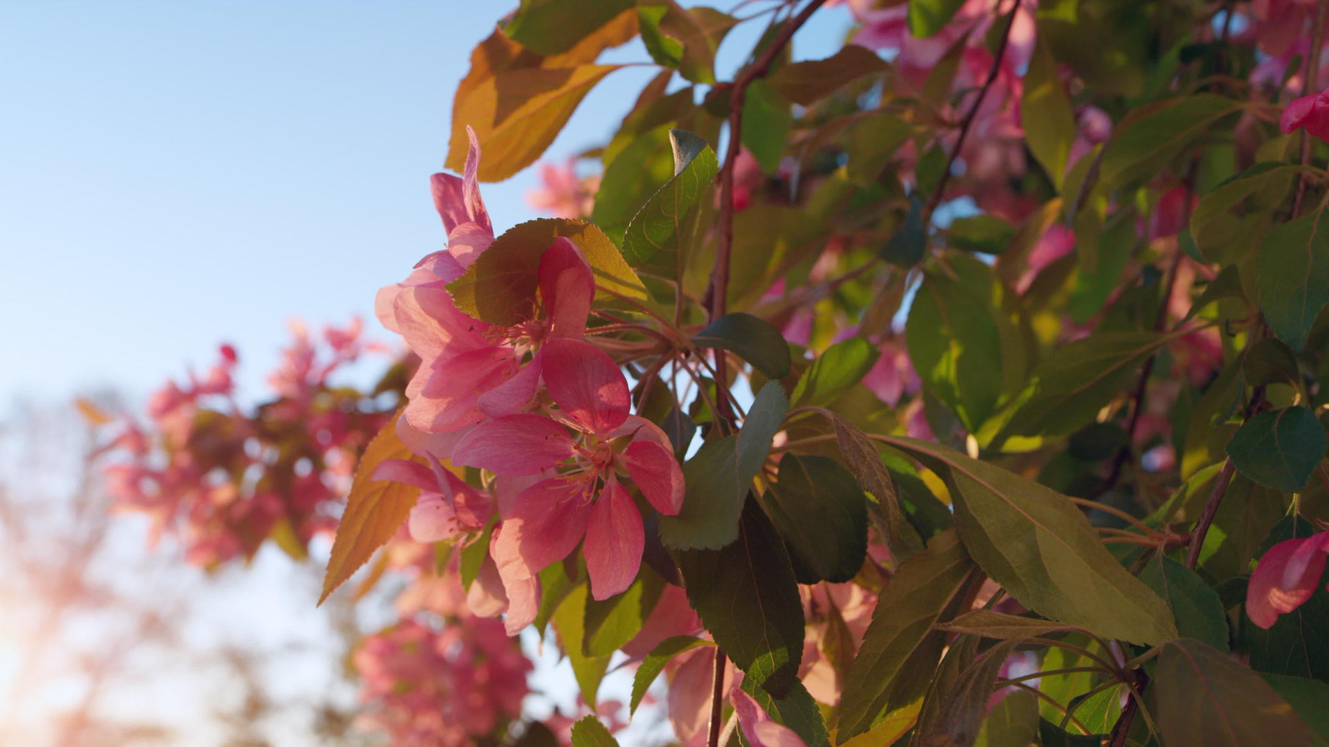 在明媚的日落阳光下粉红色的樱桃绽放视频的预览图