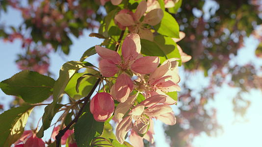 在明亮的日出天空中粉红樱桃绽放视频的预览图