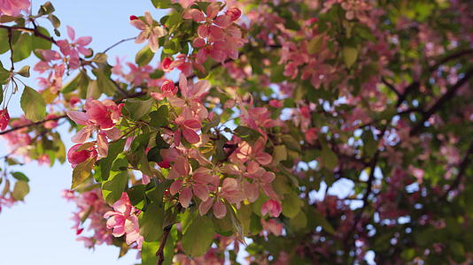 粉红樱花盛开映衬着落日天空映衬着鲜艳的绿叶视频的预览图