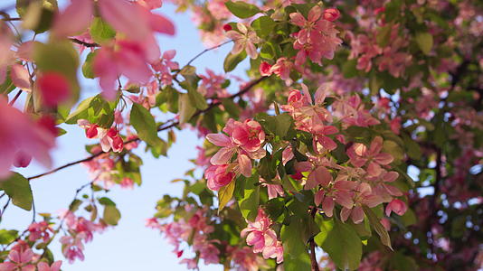 美丽的樱花景色和迷人的蓝色日出天空视频的预览图