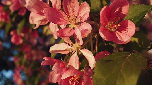 在夕阳的灯光下特写粉色樱花花瓣视频的预览图