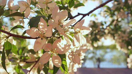 晚上苹果树的花朵在宁静的夕阳下绽放视频的预览图