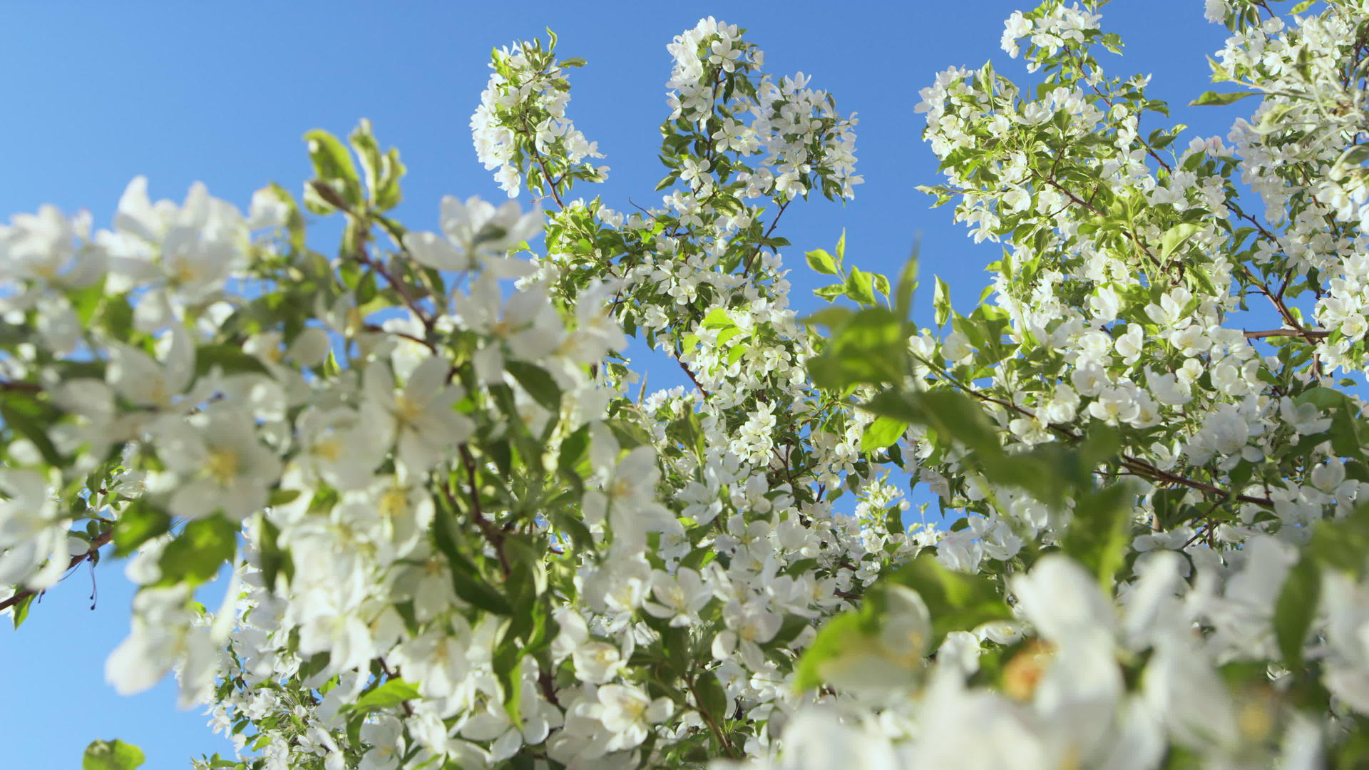 春天苹果花在晴朗的天空中绽放视频的预览图