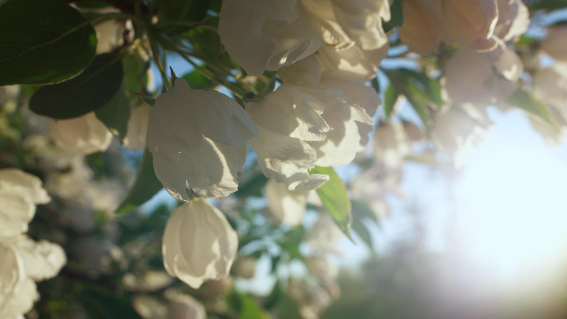 春天苹果花开着金色的阳光视频的预览图