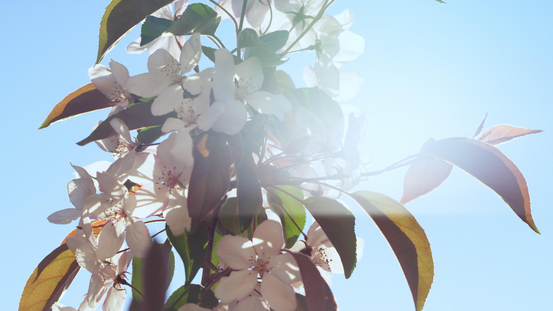 苹果花在迷人的阳光下绽放视频的预览图