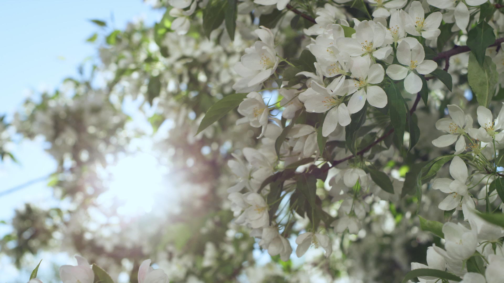 苹果花在天空中绽放金色阳光视频的预览图
