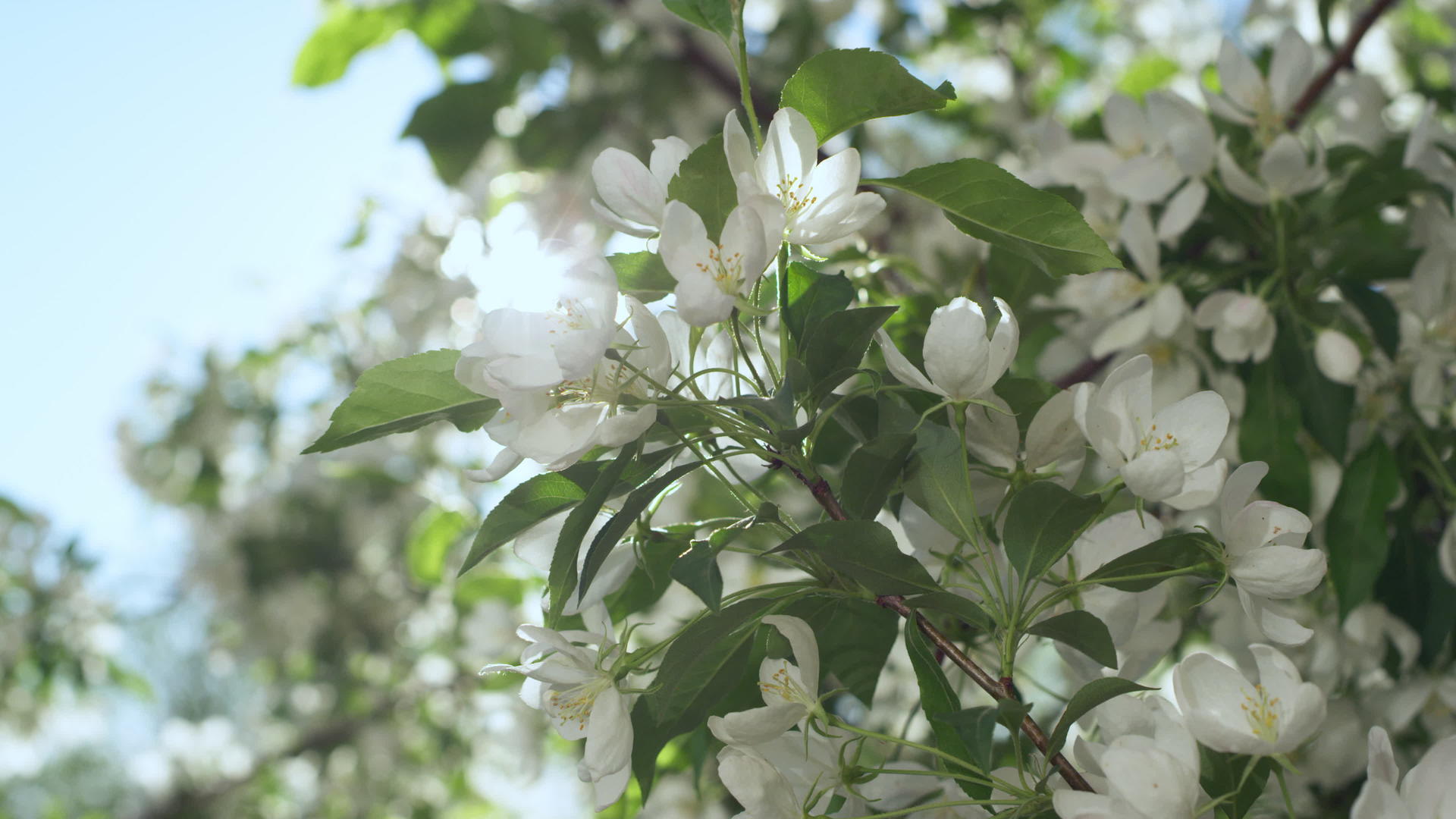 白树花在特写镜头中绽放视频的预览图