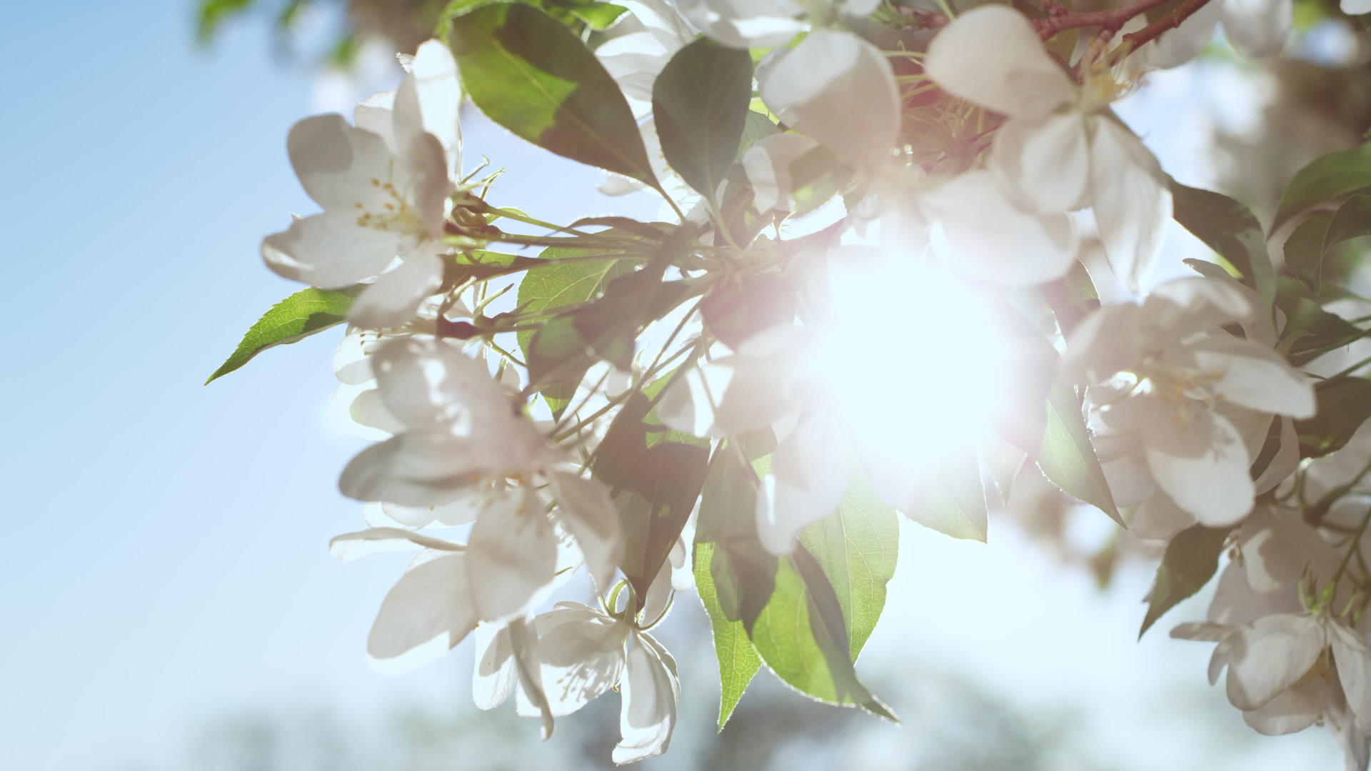 在晴朗的蓝天下苹果树的花朵绽放视频的预览图