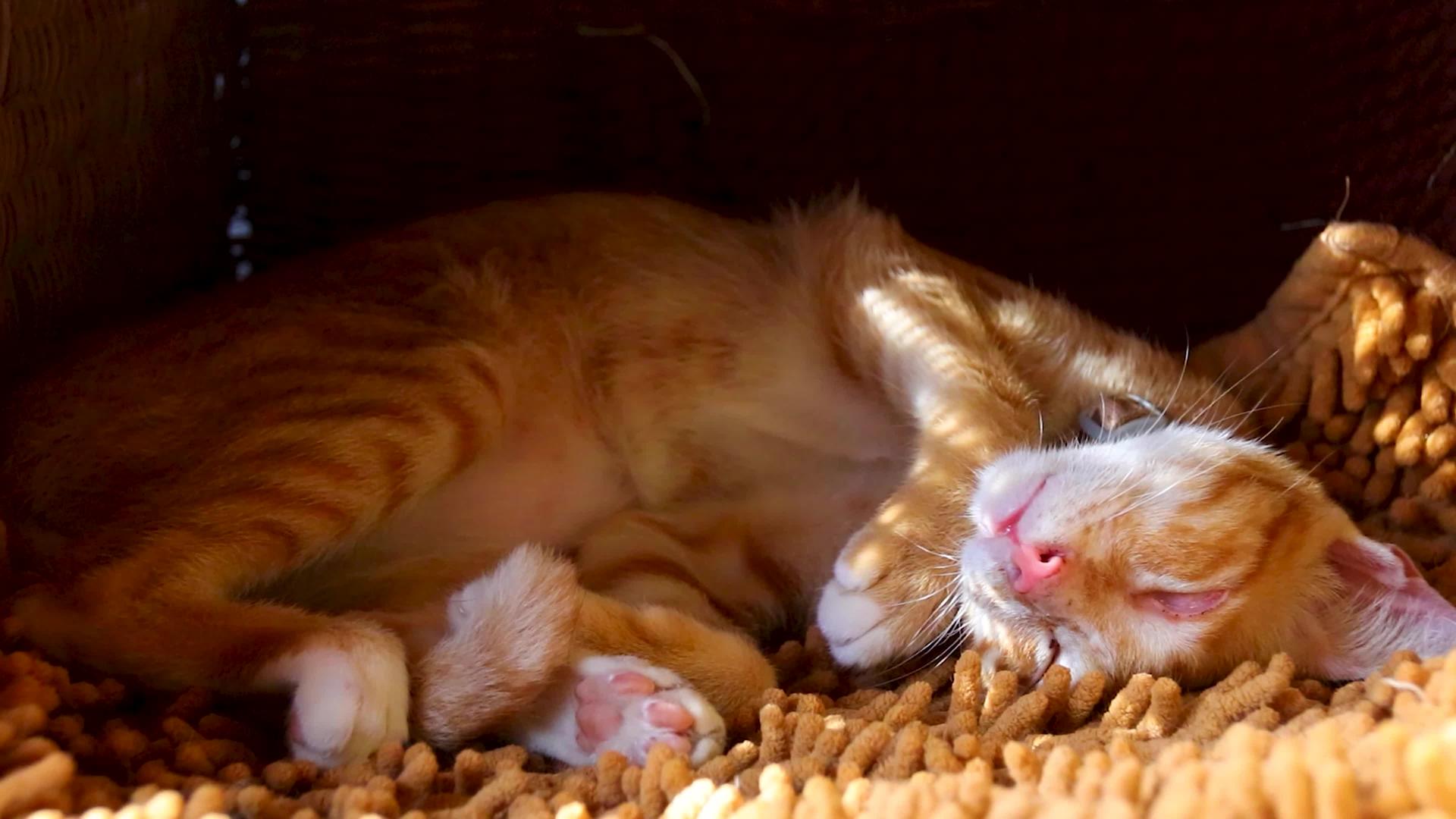 一只可爱的姜小猫紧紧地改变了她的睡眠姿势视频的预览图