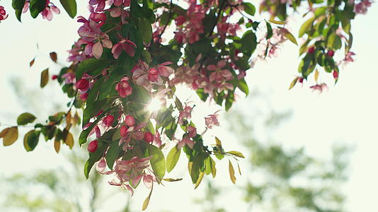 春天鼓舞人心的花朵场景视频的预览图