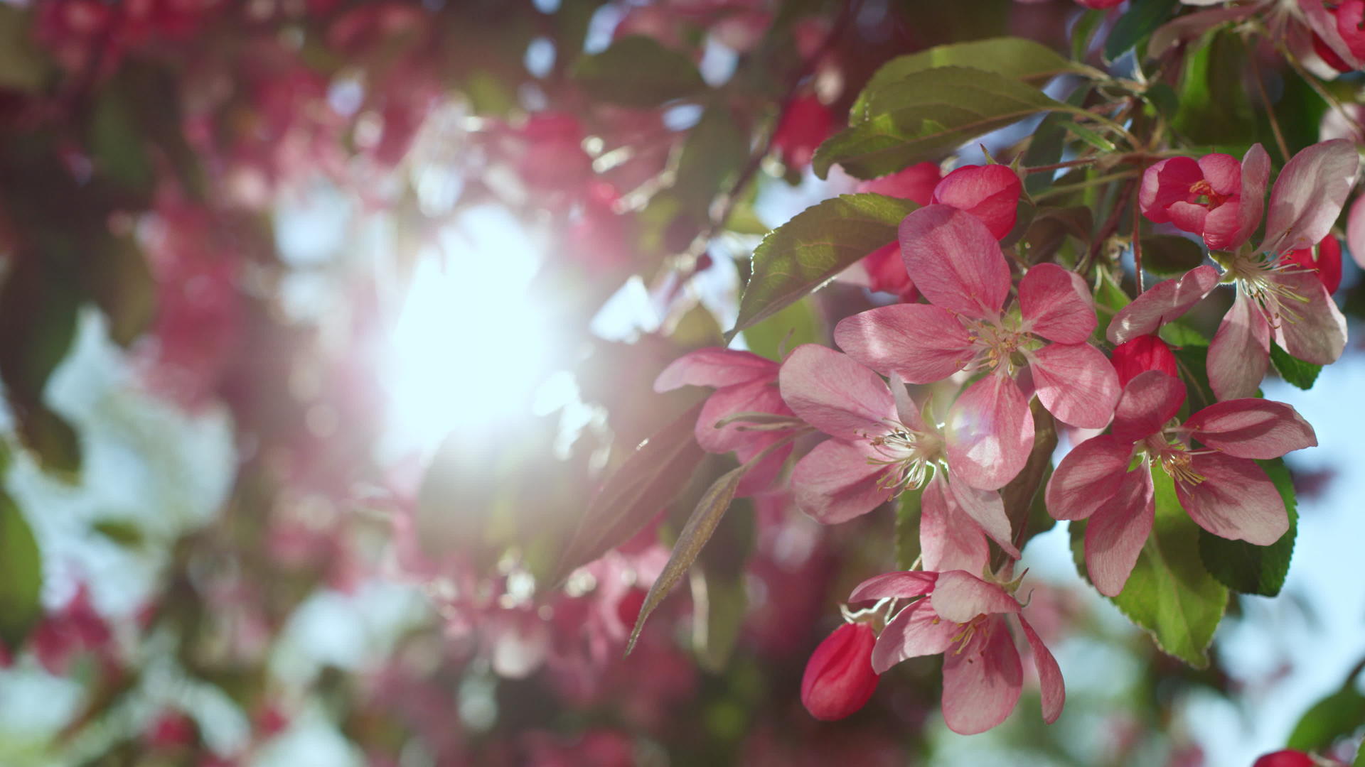 美丽的樱花树在金色的阳光下绽放视频的预览图