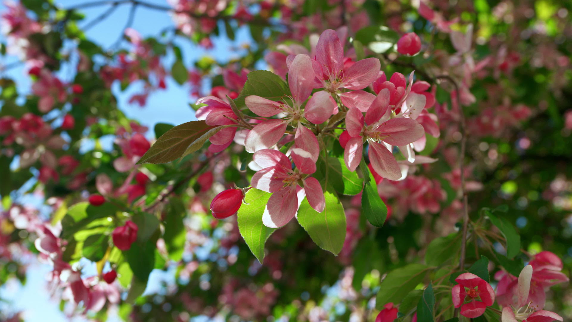 粉红色的樱花在鲜艳的绿叶之间绽放在万里无云的蓝天上视频的预览图