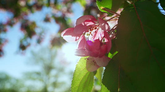 金色阳光下盛开的粉色樱花视频的预览图