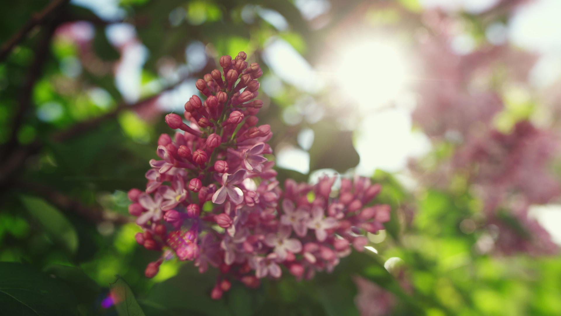 温暖的春天粉红色的樱花和绿叶映衬着明媚的阳光视频的预览图