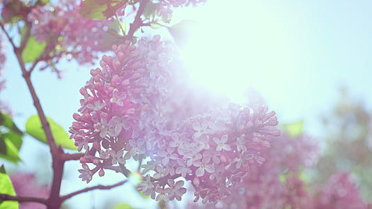 粉红树樱花在阳光下绽放视频的预览图