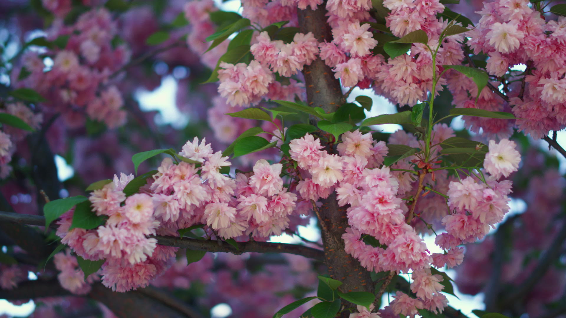 五彩缤纷的樱花景观和粉红色的花瓣视频的预览图