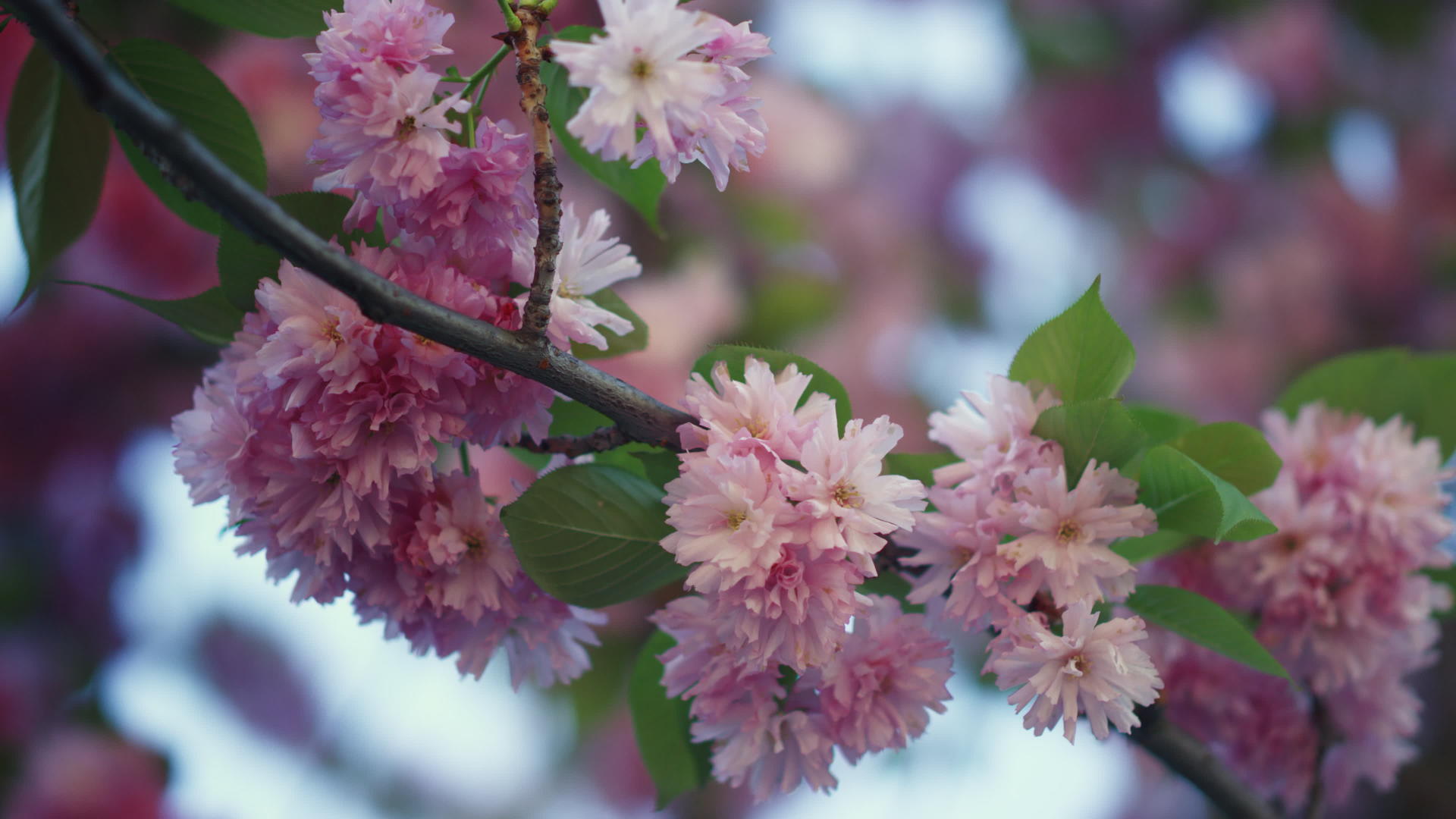 五颜六色的树花在特写镜头中绽放蓝天视频的预览图