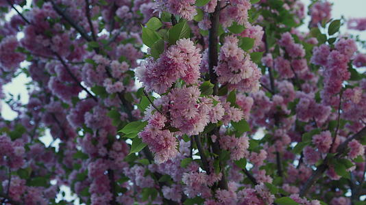 粉红樱花景映衬着宁静的蓝天视频的预览图