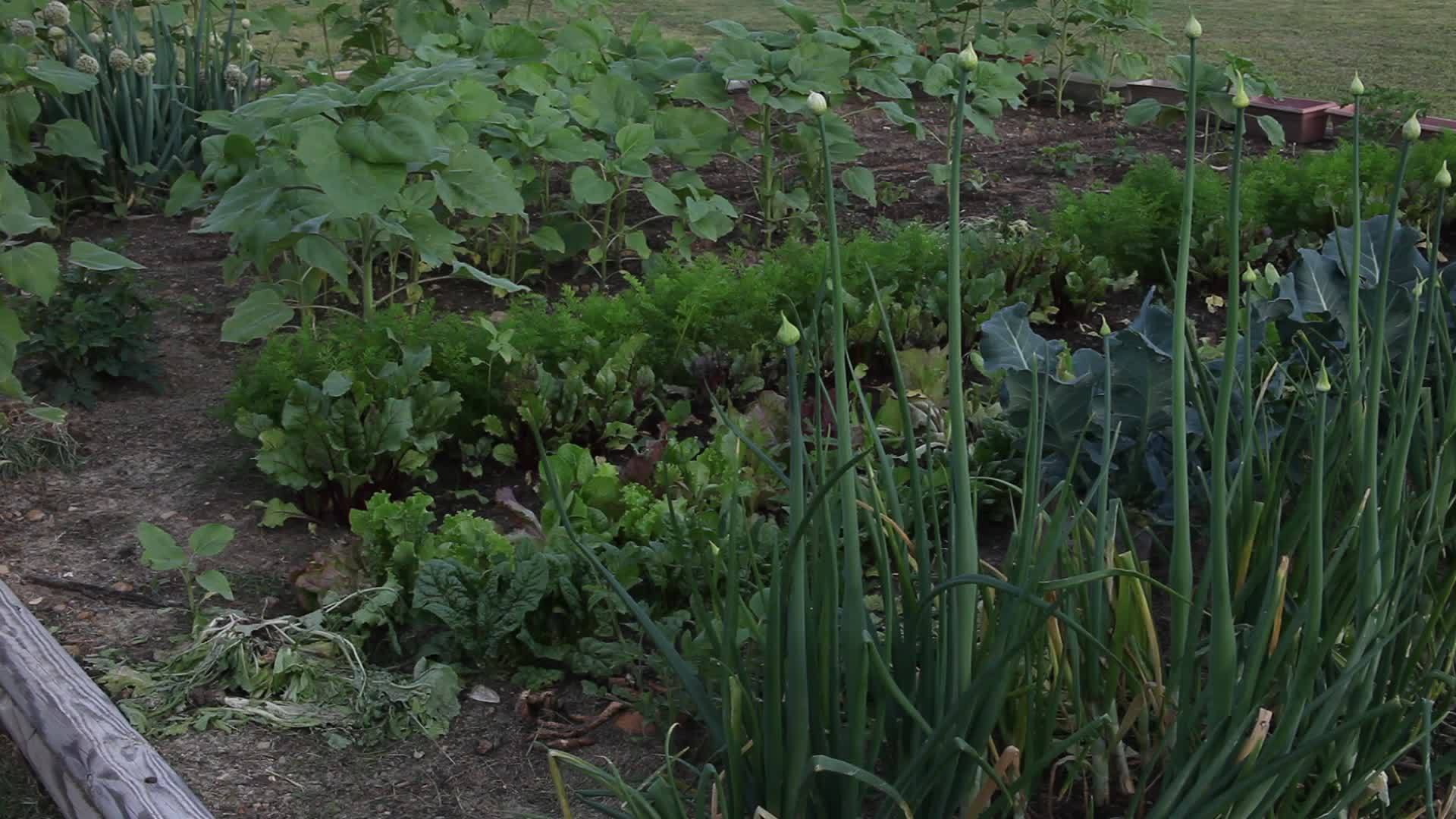 小型家庭花园视频的预览图