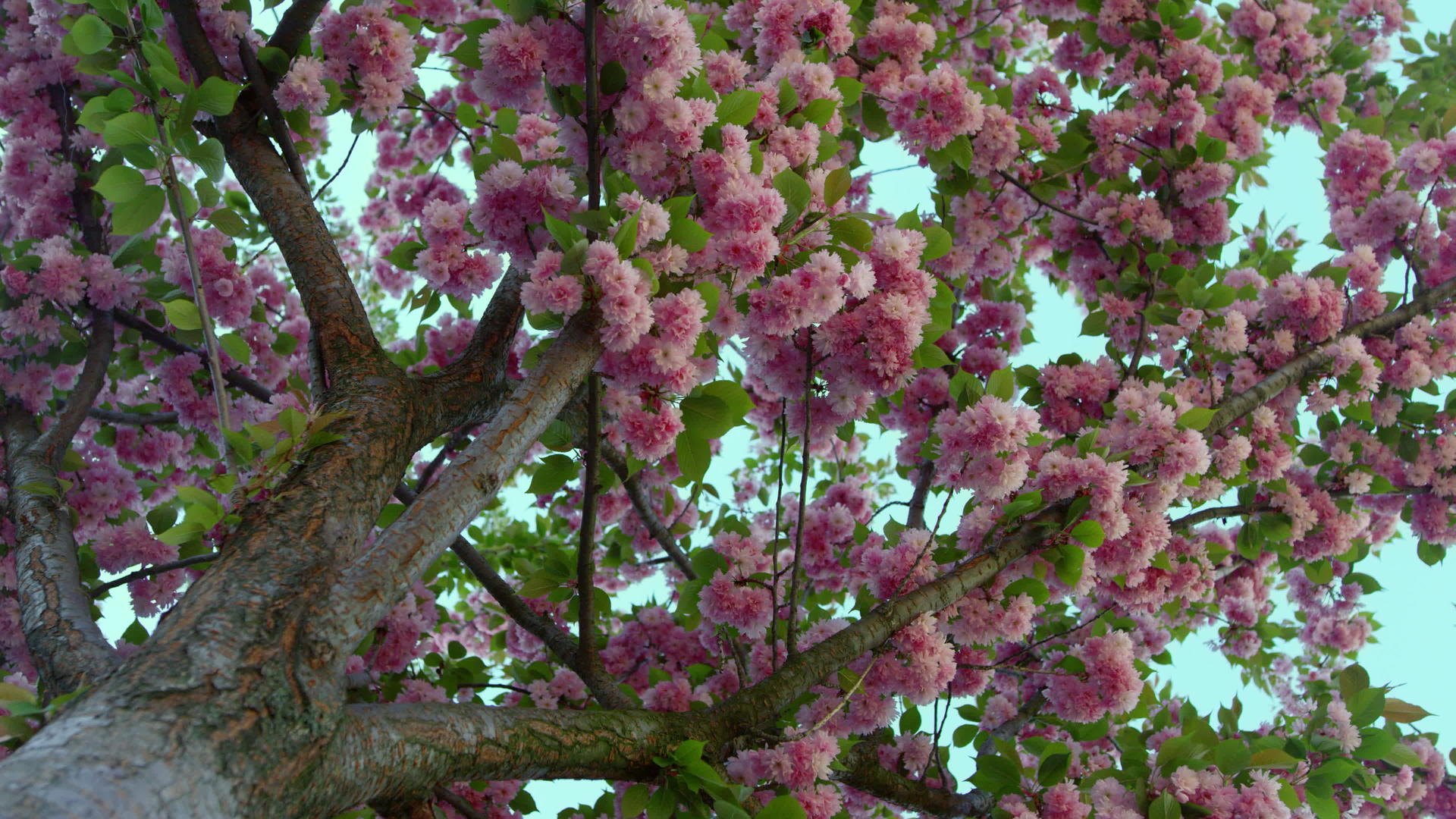 樱花从下面的花园景观中绽放视频的预览图