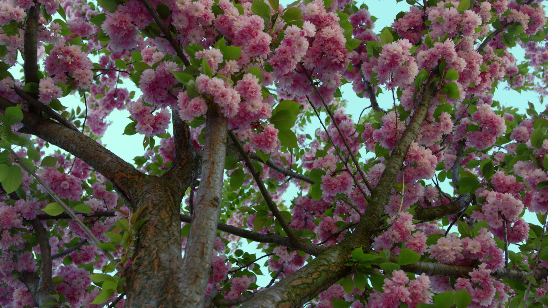 从下面看花园里美丽的粉色樱花视频的预览图