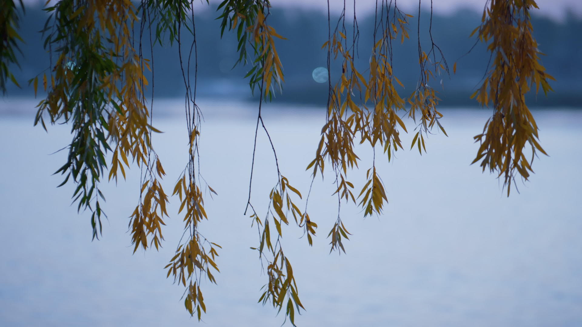 柳枝挂在水面上视频的预览图