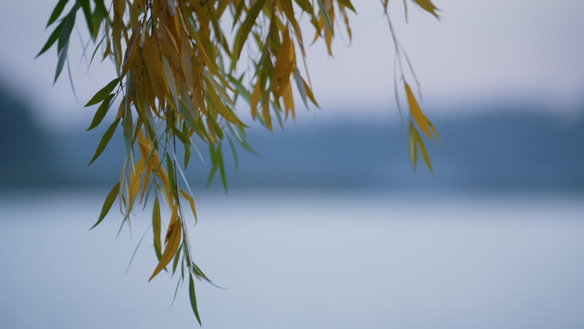 柳枝湖背景视频的预览图