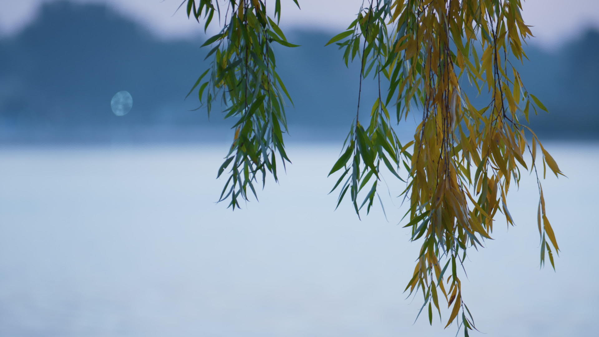 湖泊背景中五颜六色的分支柳树视频的预览图
