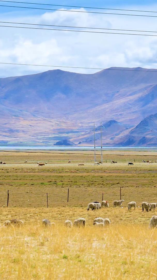 蓝天白云下青藏高原羊群实拍视频的预览图