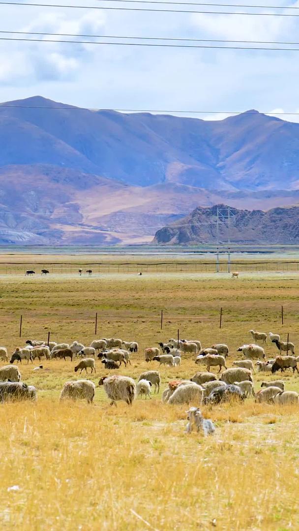 蓝天白云下青藏高原羊群实拍视频的预览图