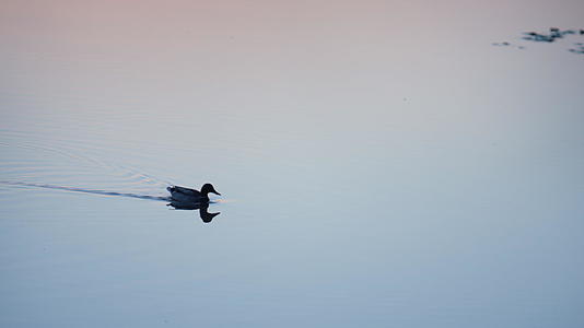 剪影鸭漂浮在湖面上视频的预览图