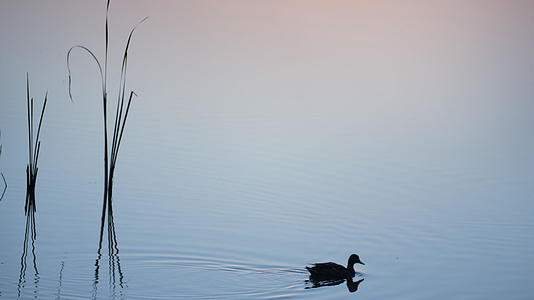 日出时野鸭游泳湖视频的预览图
