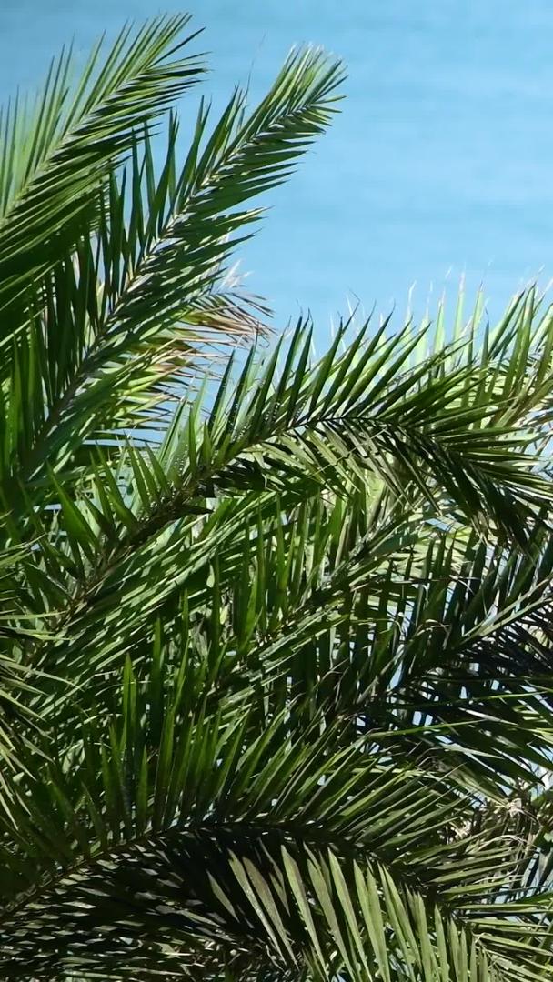椰子树在海边风中摇摆视频的预览图
