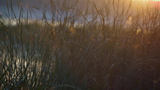 沼泽草生长沼泽海岸秋季日落特写镜头视频的预览图
