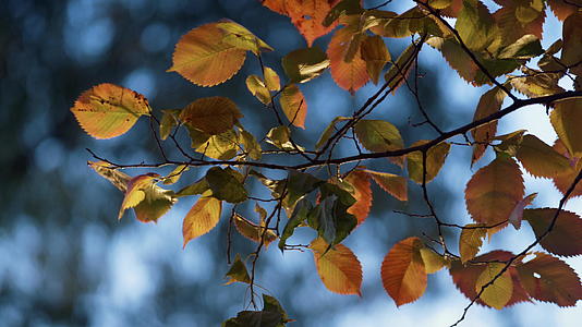 风在细枝上摇摆着五颜六色的叶子视频的预览图