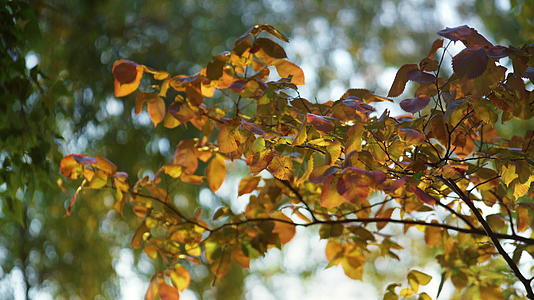 秋高气爽的花园里五彩缤纷的树叶阳光灿烂的日子视频的预览图