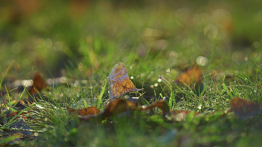 特写落叶躺在阳光下的草坪上视频的预览图
