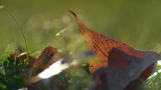 棕色干叶躺在草地上阳光特写视频的预览图