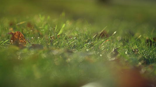 绿草覆盖着树叶视频的预览图