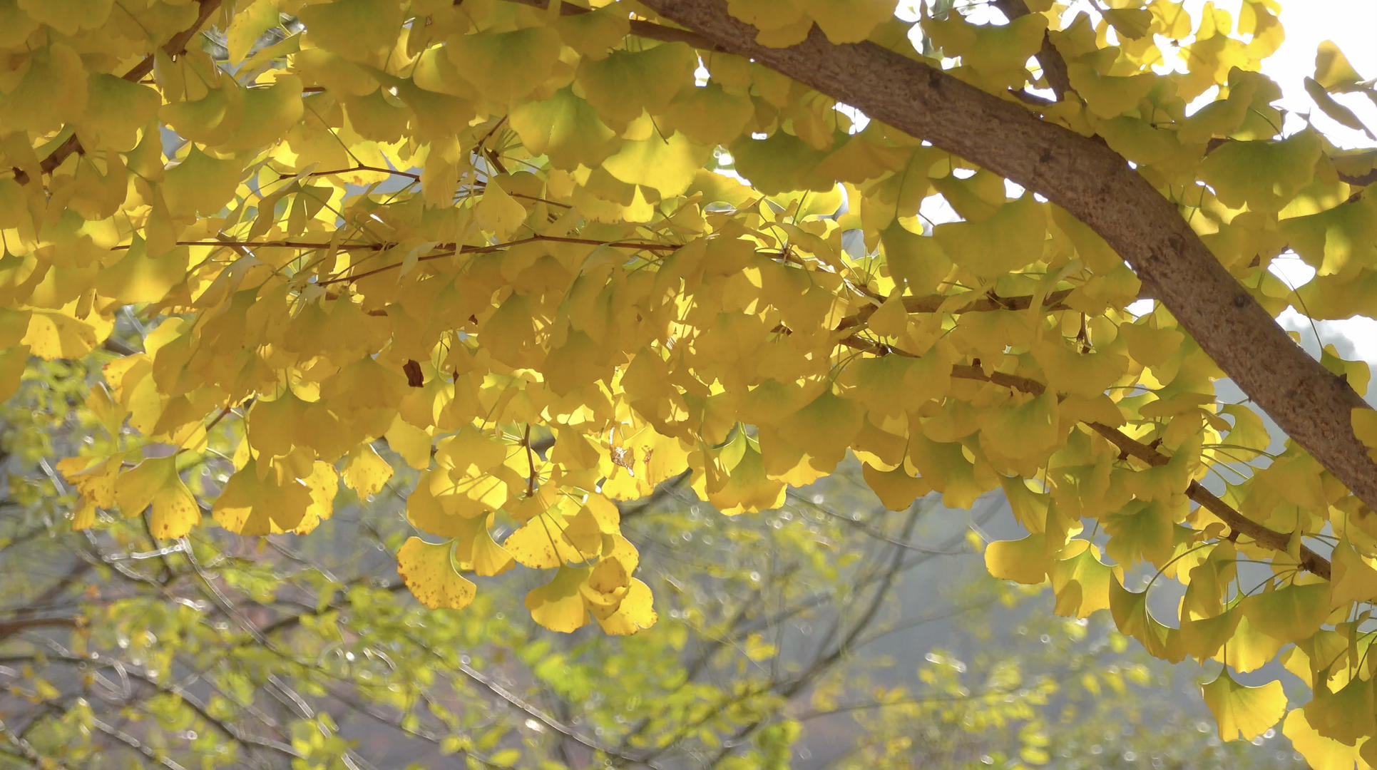 秋季自然风光金黄的银杏叶4K视频视频的预览图