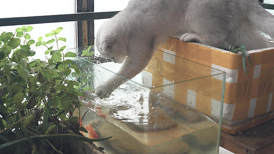 4k 动物世界 猫抓水缸里的鱼视频的预览图