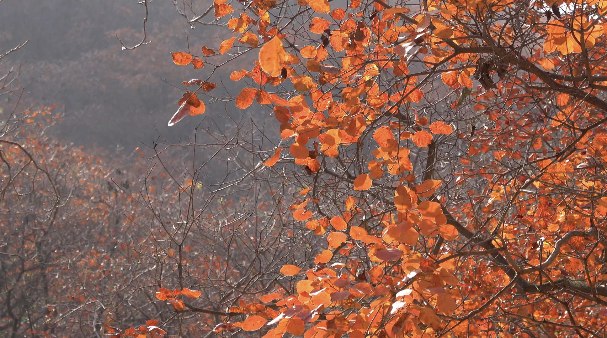 秋季自然风光山中的红叶4K视频视频的预览图