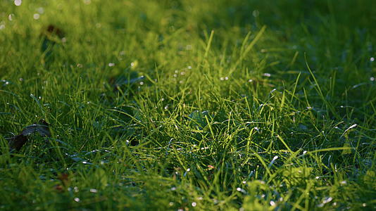 草地上覆盖着绿草视频的预览图