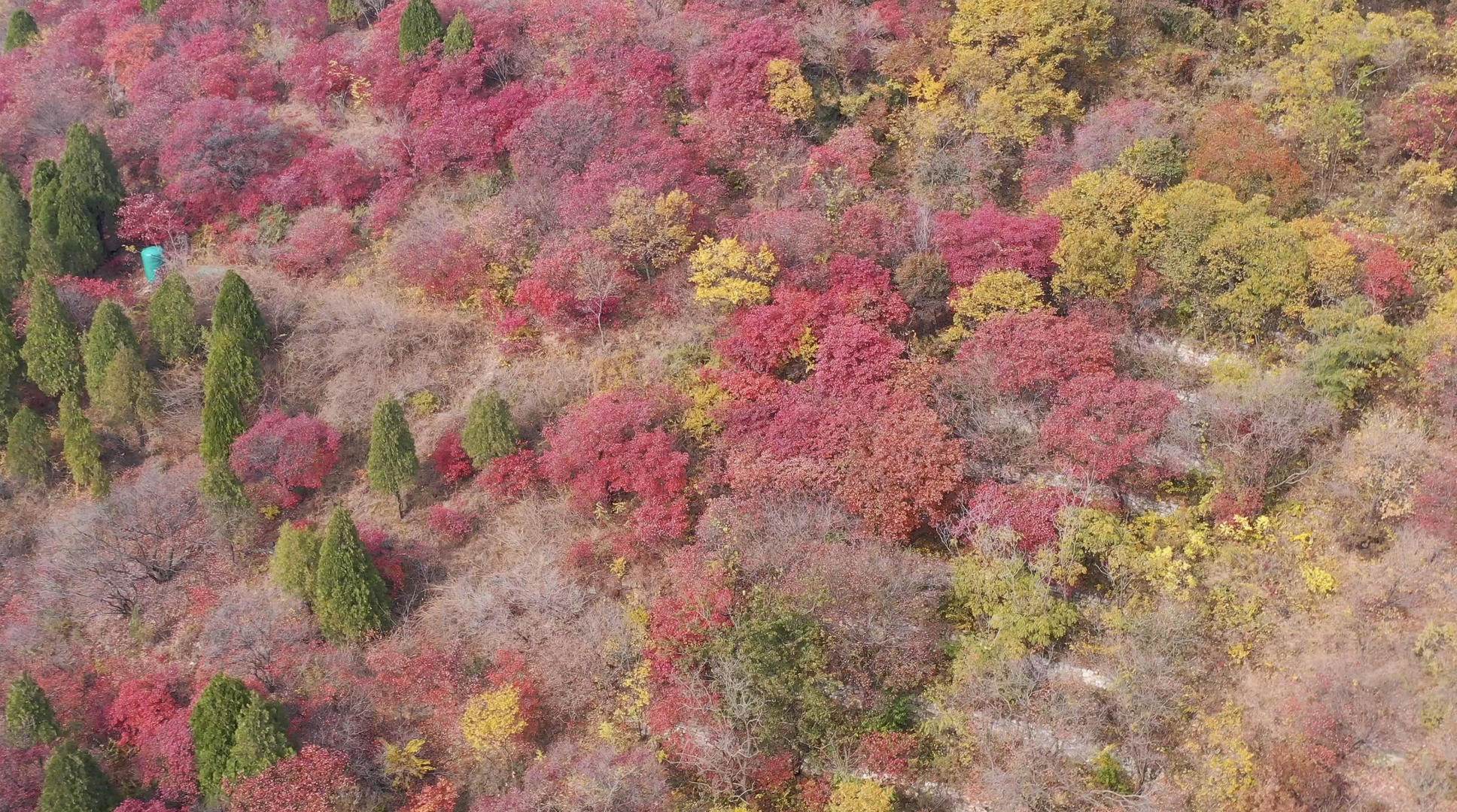 山中的红叶航拍4K视频视频的预览图